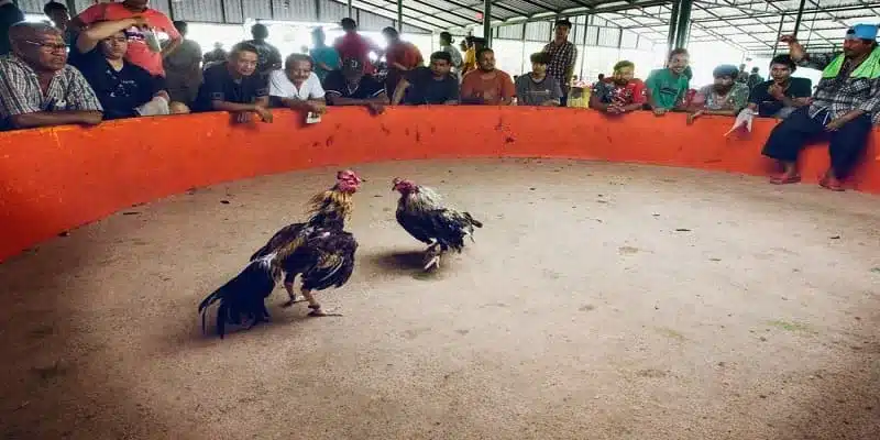 Trận đá gà kịch tính tại TG88 với cú ra đòn quyết định khiến người chơi không thể rời mắt